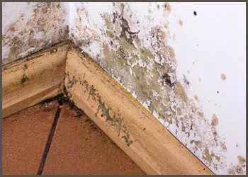 PlantationRestoration Expert Plantation, FL 954-613-6012 - mold-side